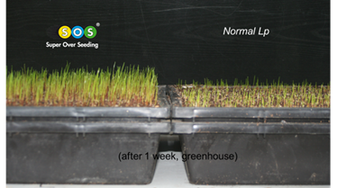 Poa annua bei der Keimgeschwindigkeit schlagen.png